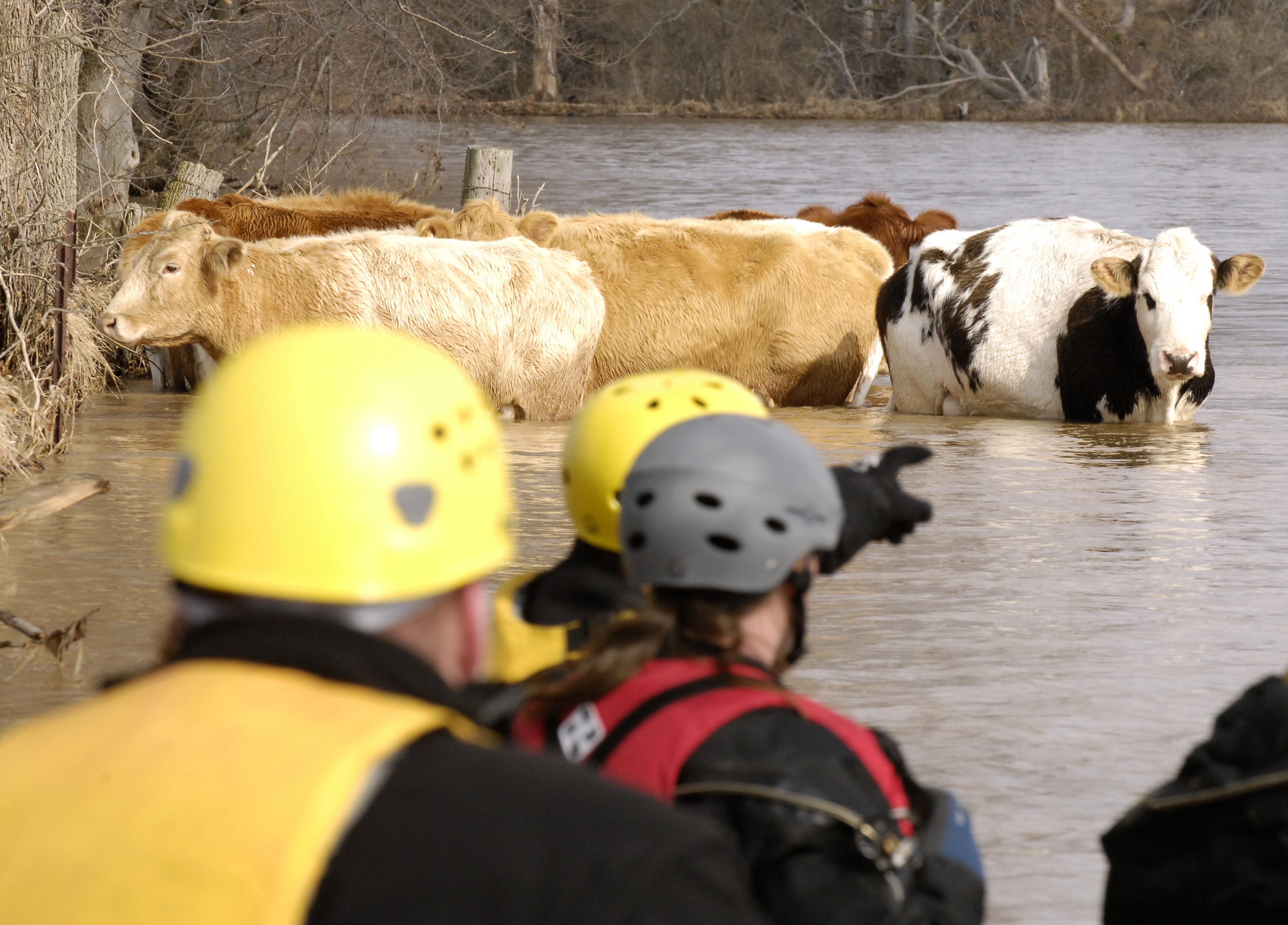 Disaster Preparedness for Livestock Central CA Animal Disaster Team