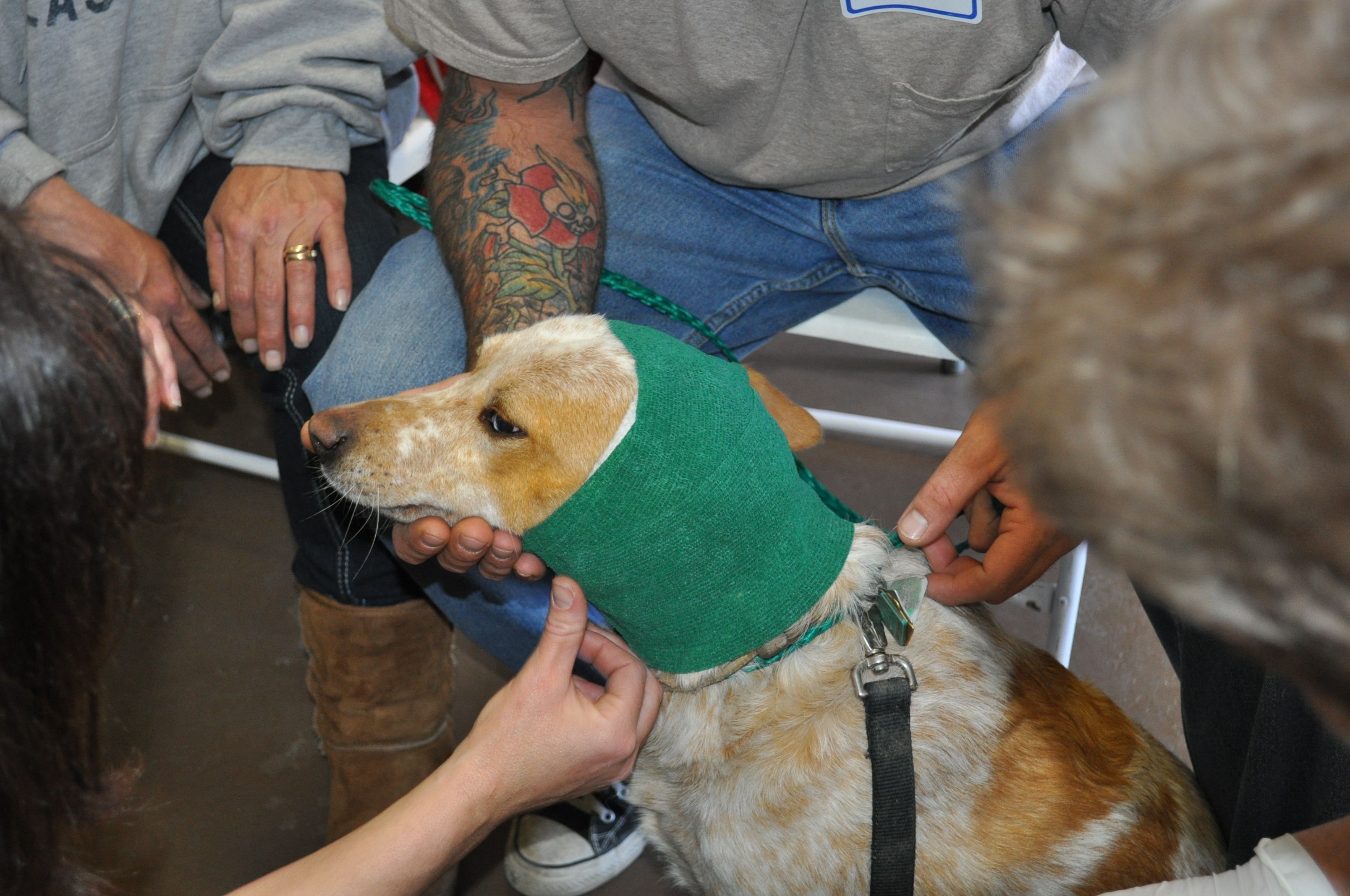 Pet First-Aid Workshop
