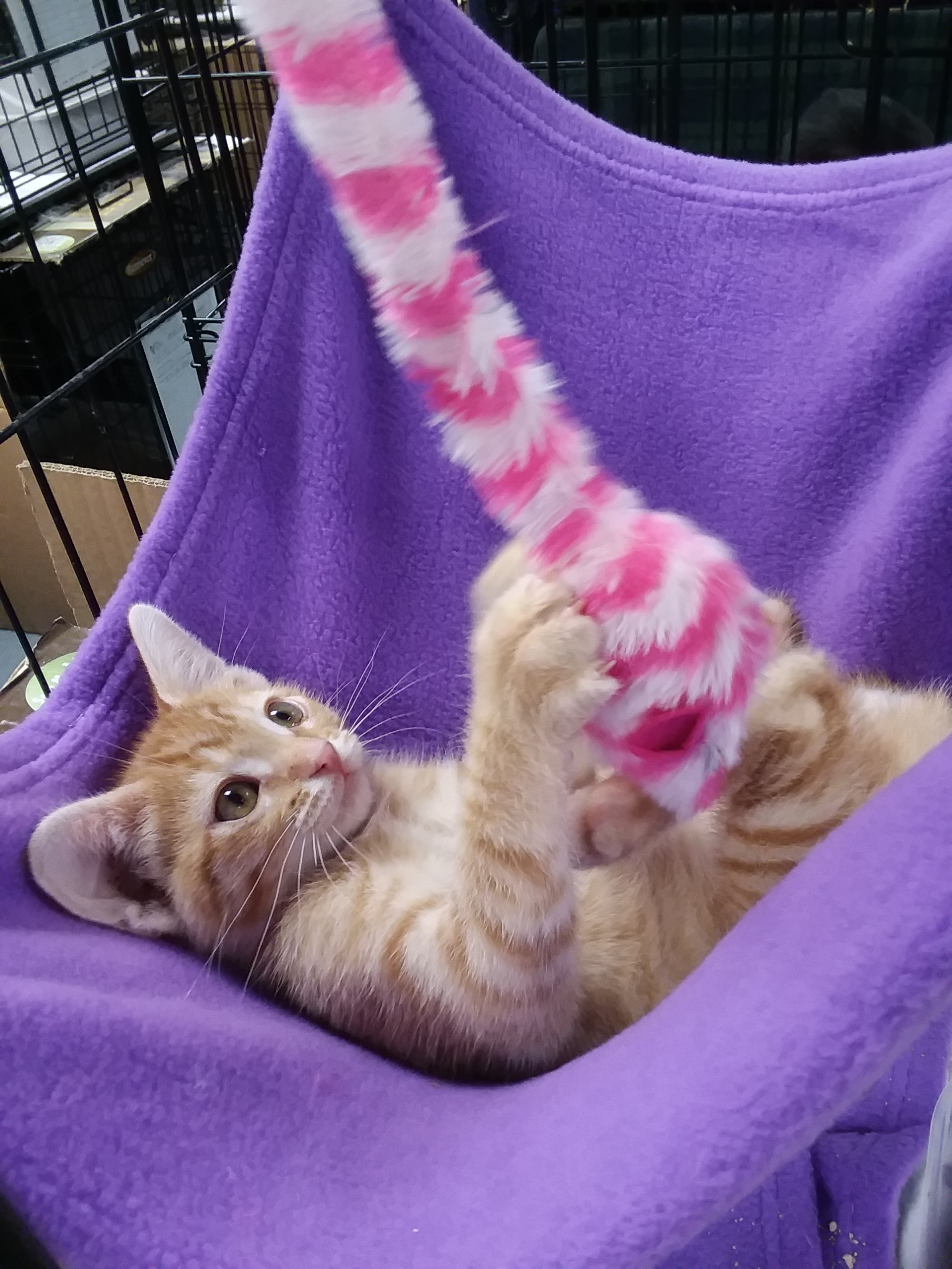 Orange tabby kitten playing with toy