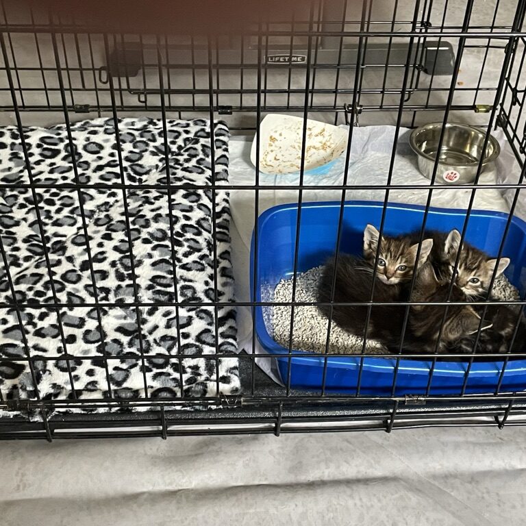 151A699F-929D-42DE-8B04-F9C7FAE7CFAE_1_105_c