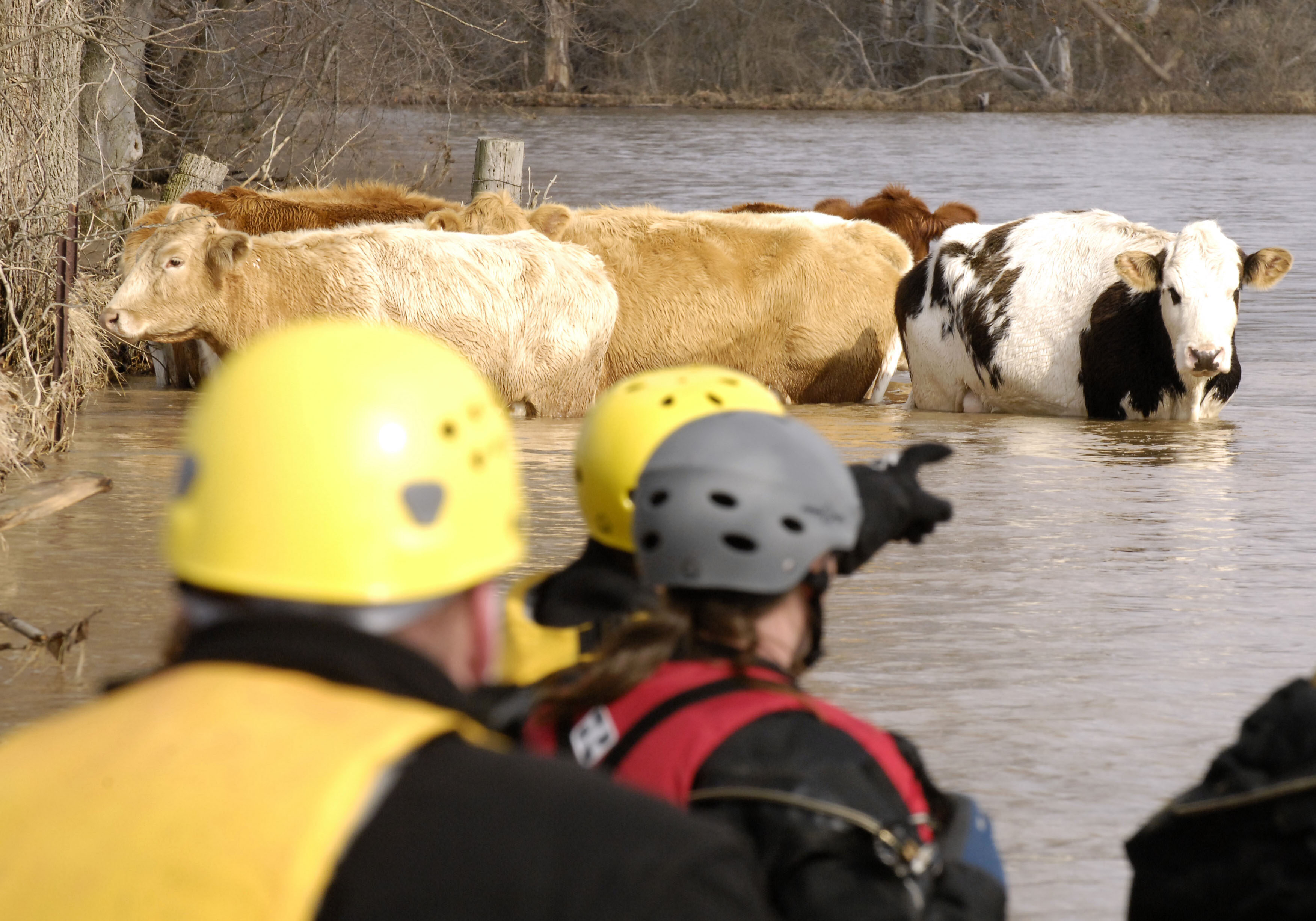 Eureka, MO- Members of the Missouri Emergency Response Service team, a non-profit that does large animal rescues,  launch a boat to take part in a  large animal rescue along with the Humane Society to rescue 13 cattle that were stuck in flood waters.

Jocelyn Augustino/FEMA