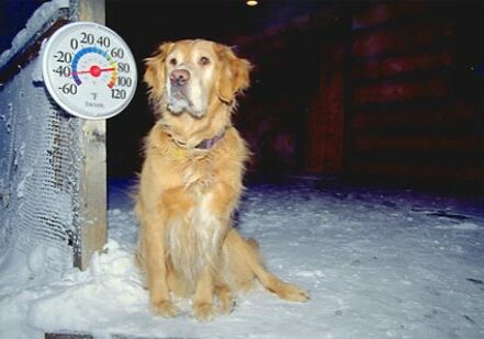 Alaska. Fairbanks.  "Jackson", a golden retriever of the North, braves -45 degrees F.