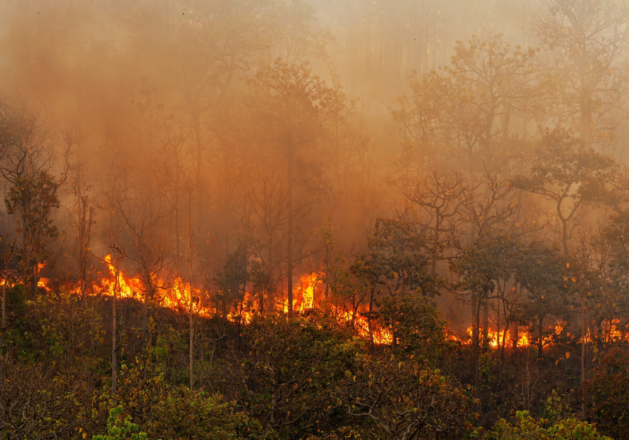 El Nino weather phenomenon cause drought and increase wildfire in southeast asia.