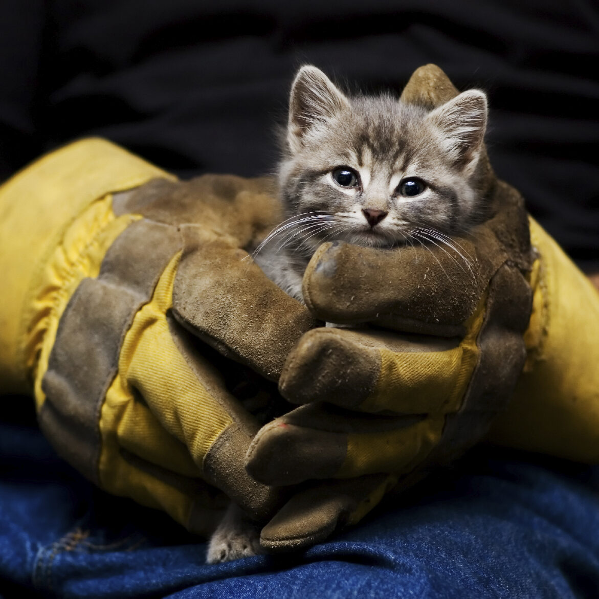 iStock_000007759900Medium