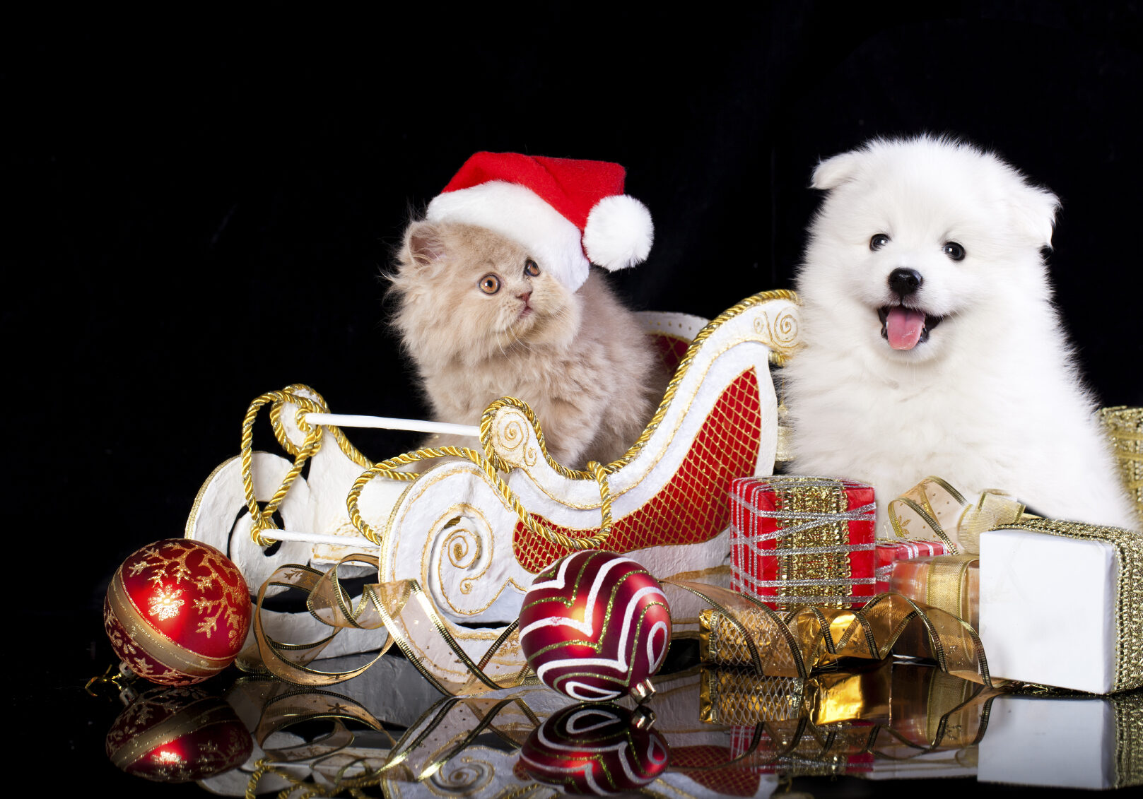 White dog spitz  and kiten Persian  wearing a santa hat, cat and dog