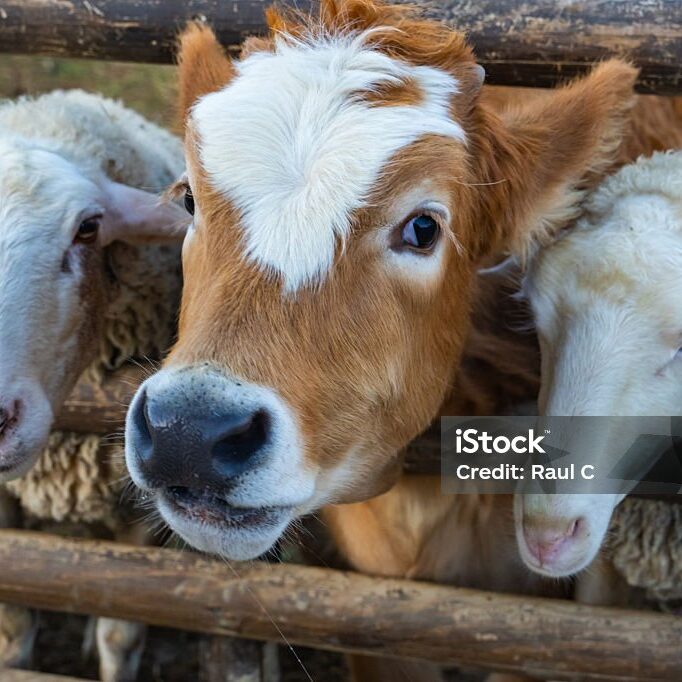 Cow and Sheeps Together Inside the Fences Photo, Uskudar Istanbul, Turkiye (Turkey)