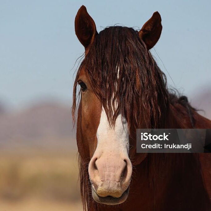 Portrait of a Brown Onaqui Wild Horse
