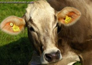 cow_with_ear_tag