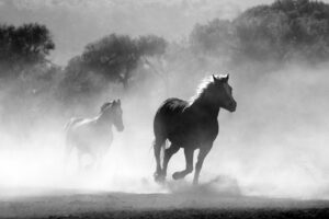 horses, galloping, running